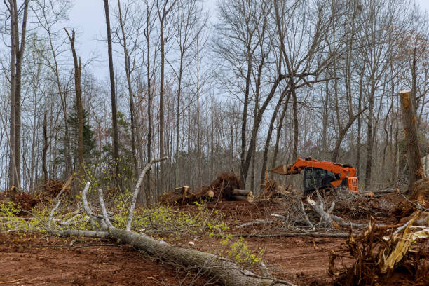 Best Tree Removal  in USA